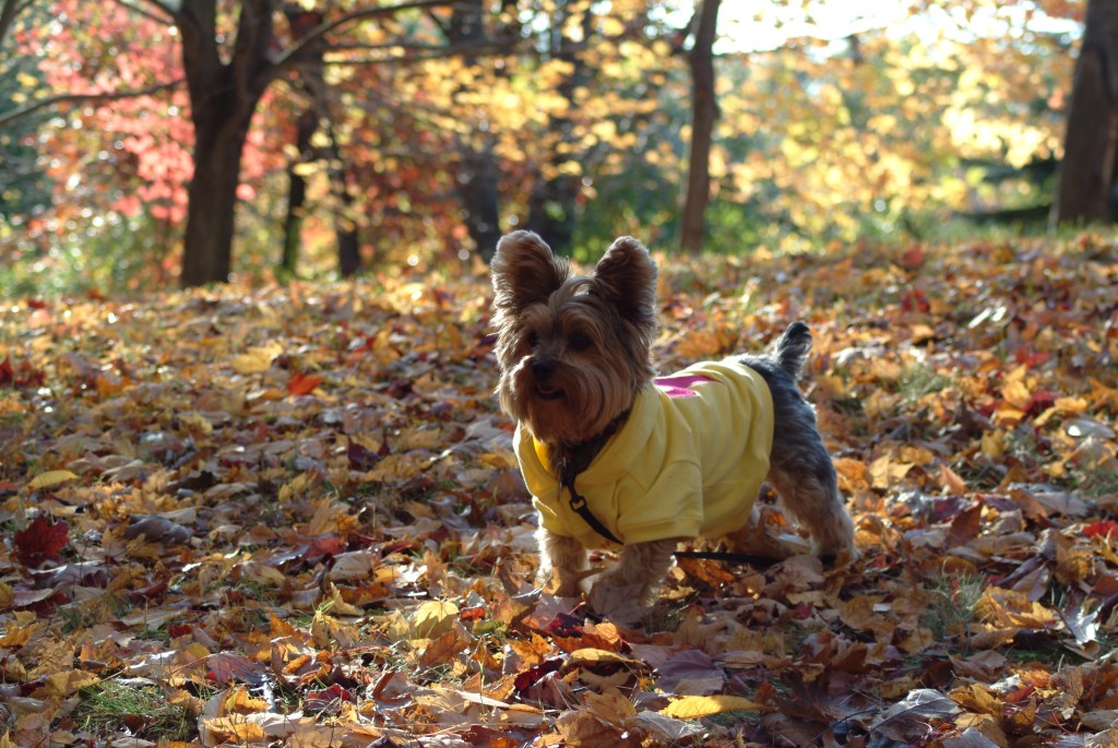 Sunday Morning Bicycle Ride in the Fall