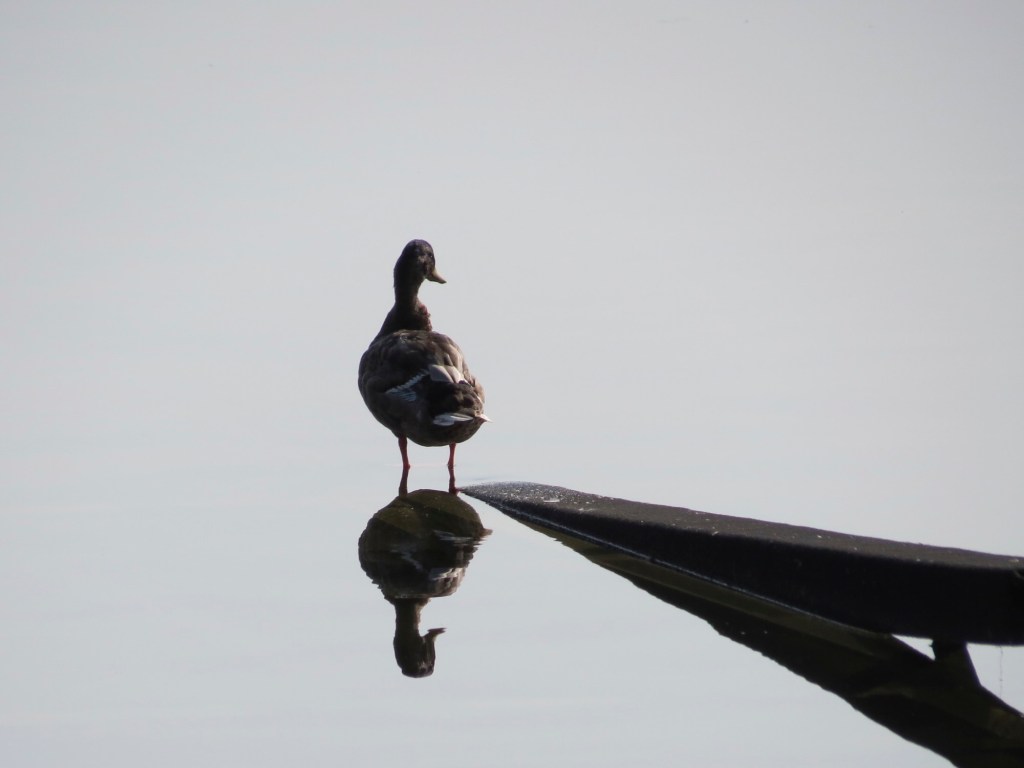 An Introvert at the&nbsp;Lake