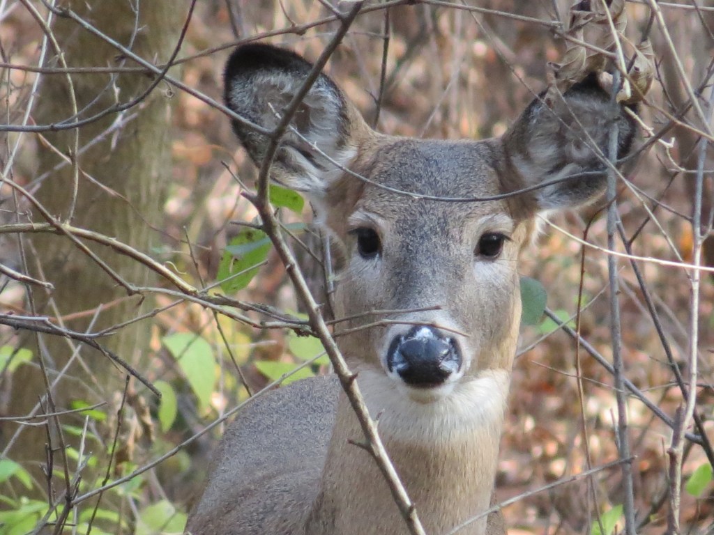 Neighborhood Friends
