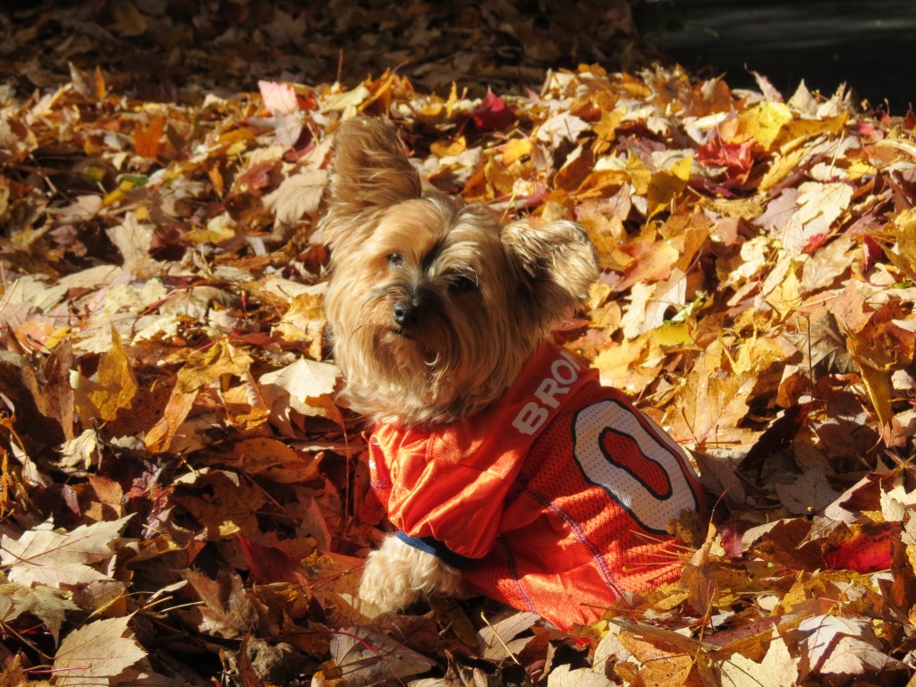 Are You Ready For Some&nbsp;Football!!