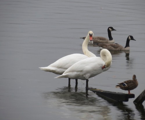 Where did my solitude go!!