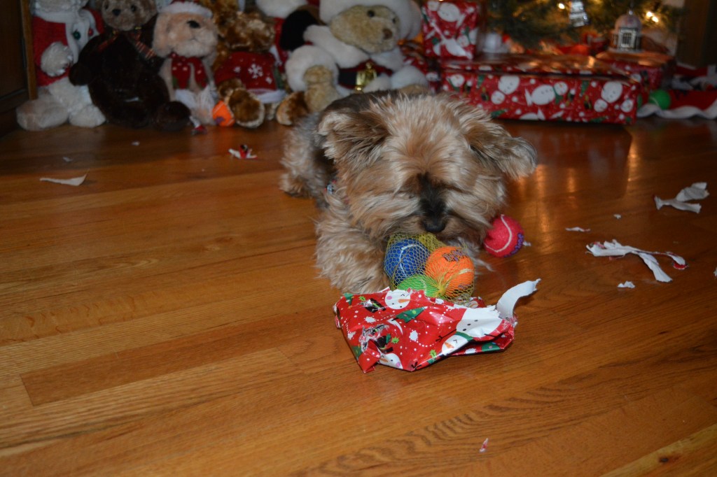 Yorkie Guide to Opening&nbsp;Presents