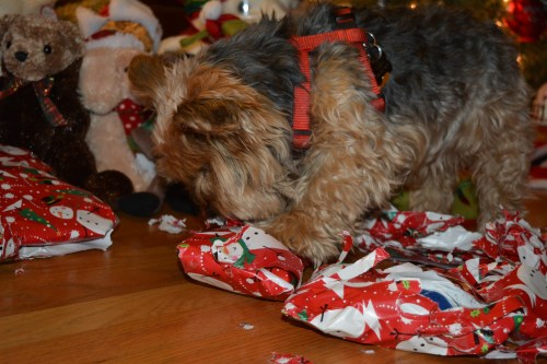 I wonder what Santa brought me?