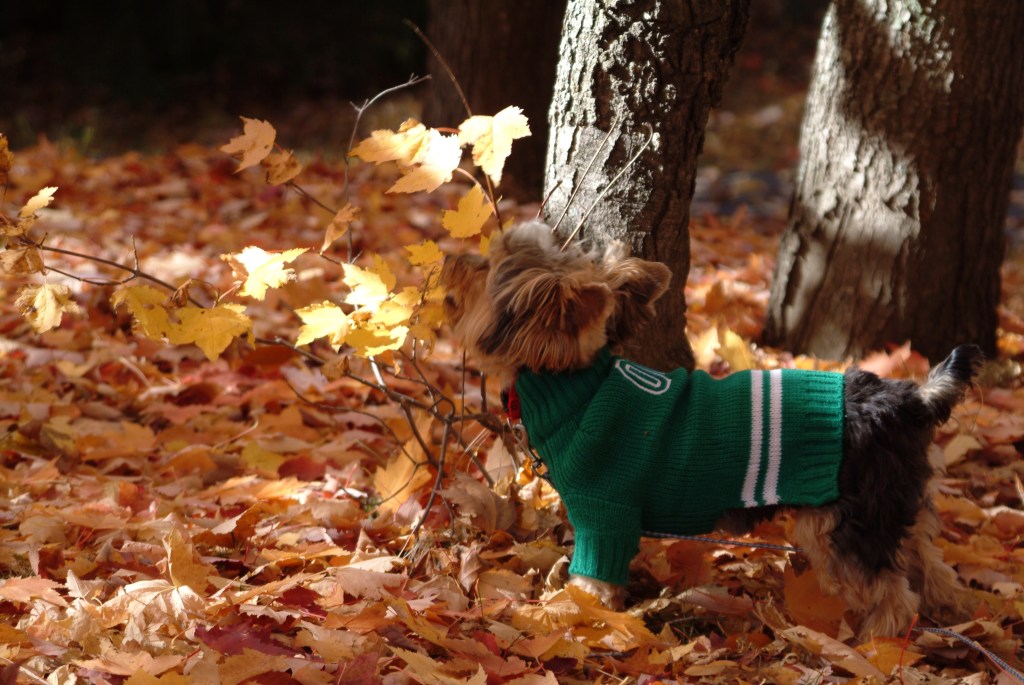 Big Ten Team Wins National Championship