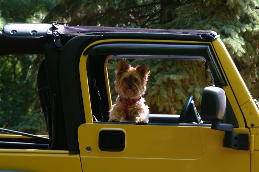 Musings About Close-Minded Parenting of My&nbsp;Yorkie