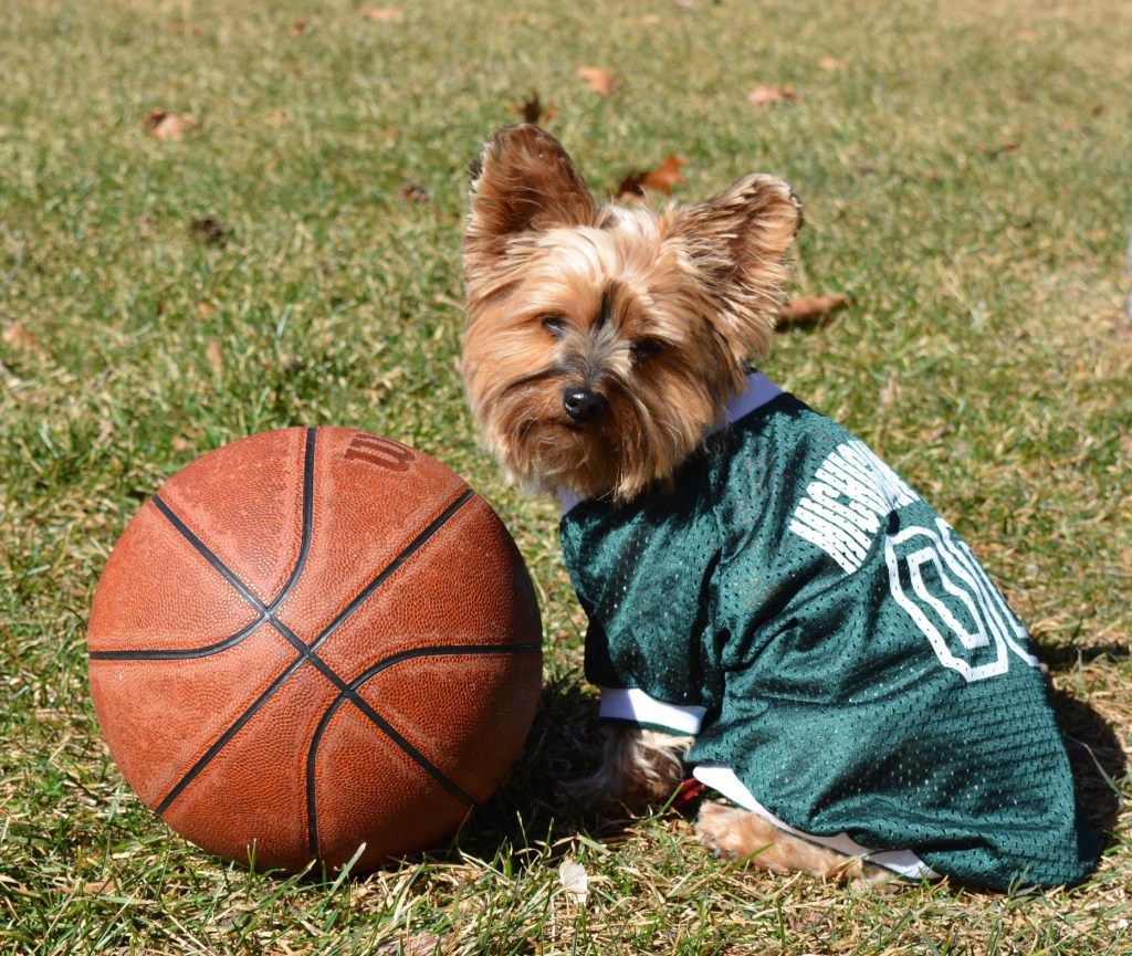 MSU’s NCAA March Madness Ends in Final Four&nbsp;Semifinals