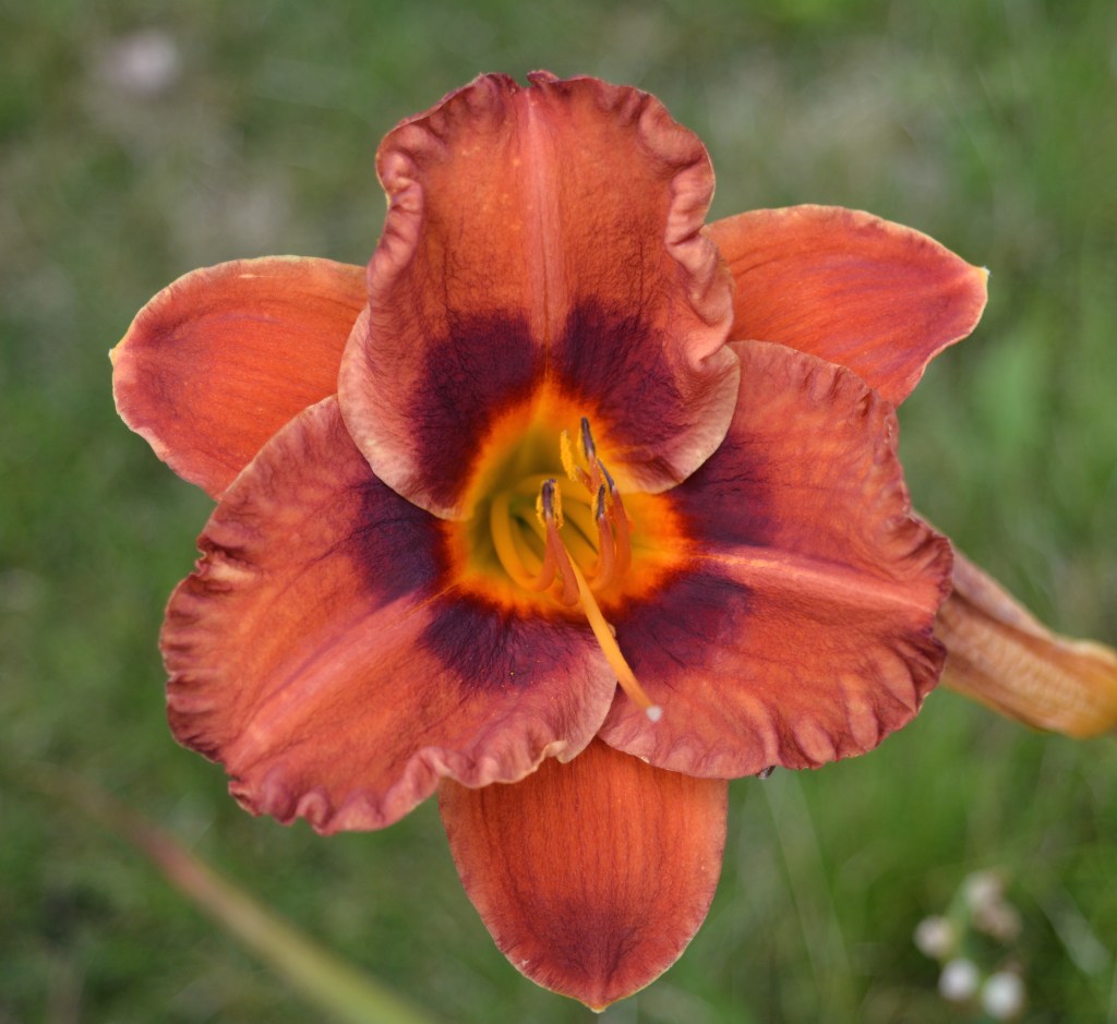 Simple Enjoyments of a Garden-Variety&nbsp;Day