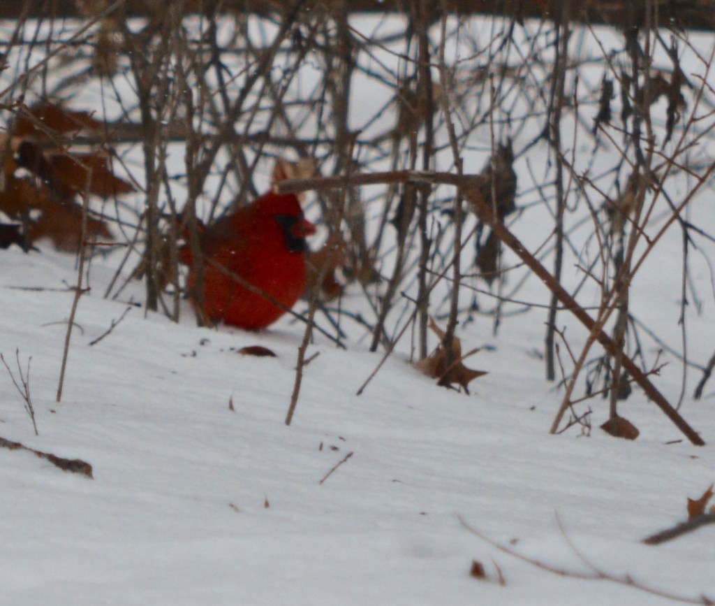 Even The Birds Are Beginning To Think This Weather Is “For The&nbsp;Birds”