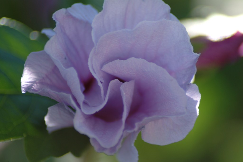 Dreaming of Spring (49 Days, 7 Hours and&nbsp;Counting)