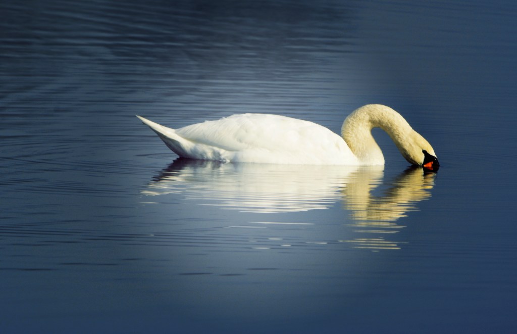 Nature’s Musings On Valentine’s Day