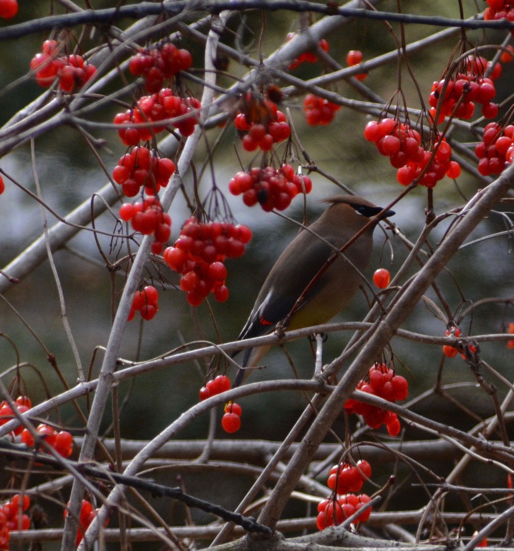 Lunch Is Looking “Berry, Berry Good To&nbsp;Me”