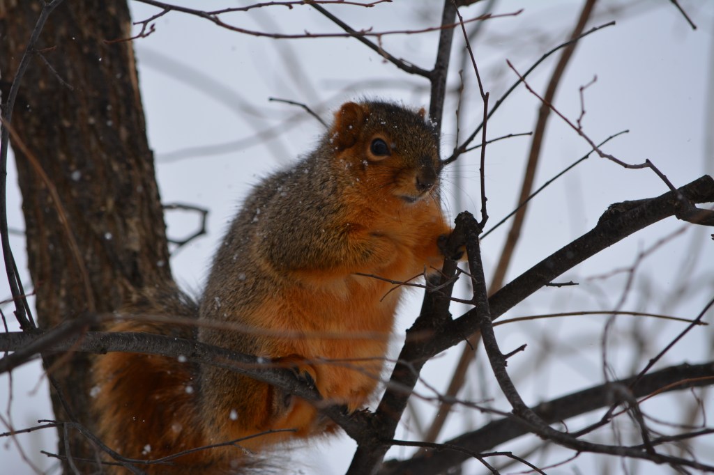 Just A Gut Feeling, But I Think That Groundhog Was Wrong About An Early&nbsp;Spring!!