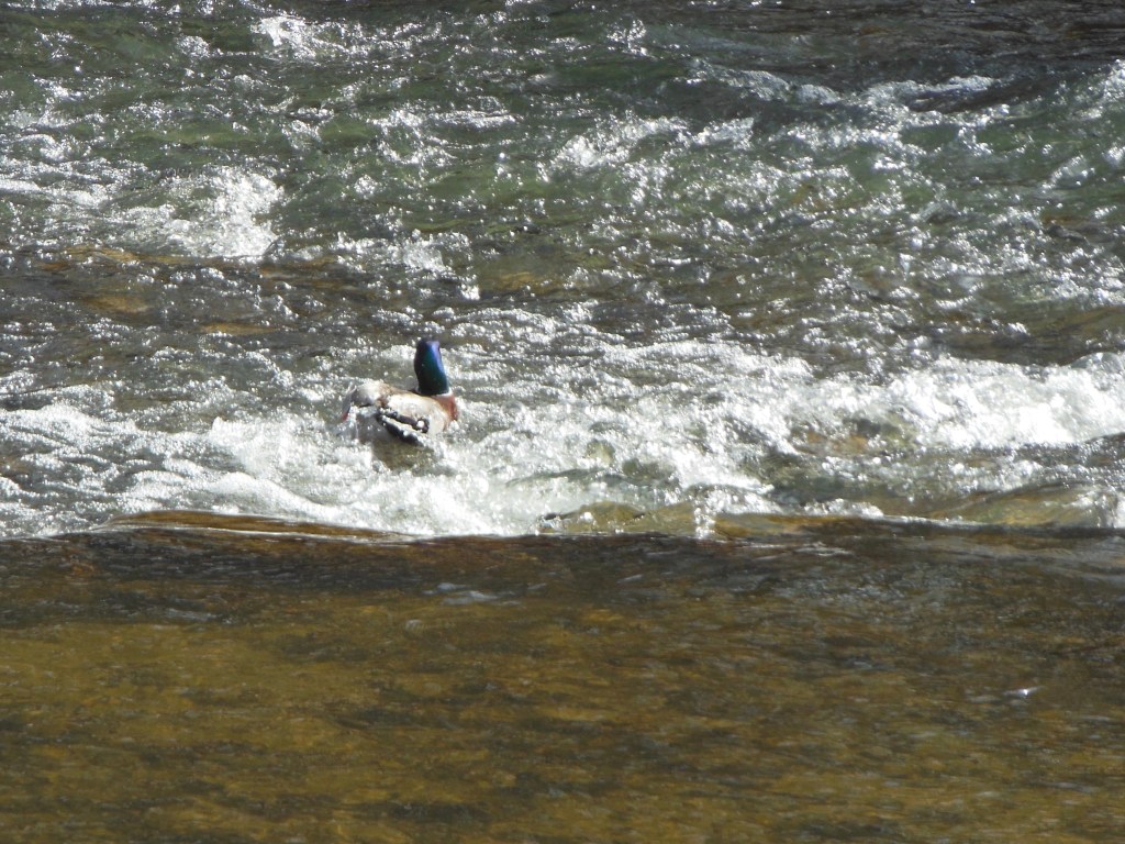 Choose To Chance The&nbsp;Rapids