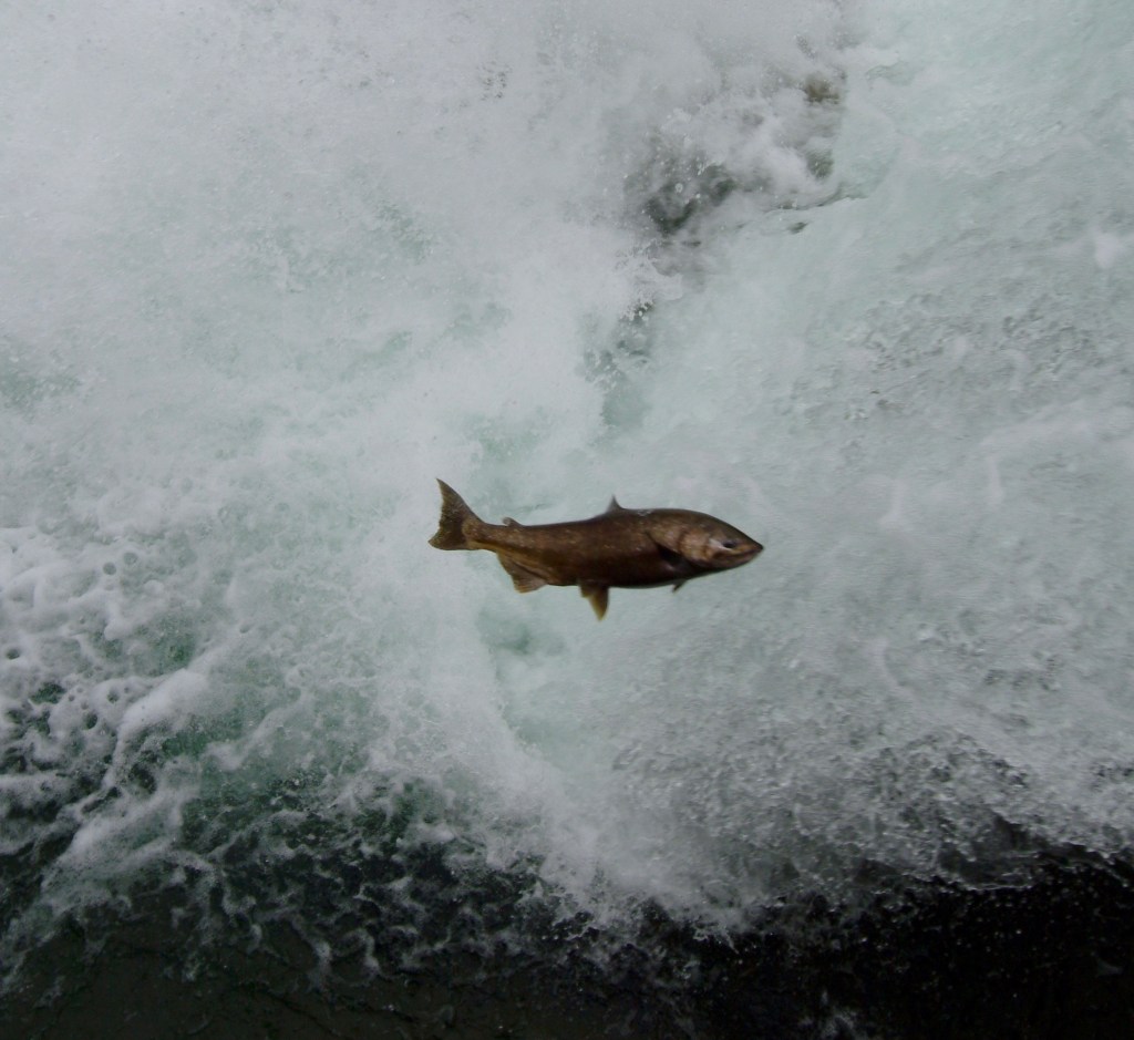 A Fish Out of&nbsp;Water