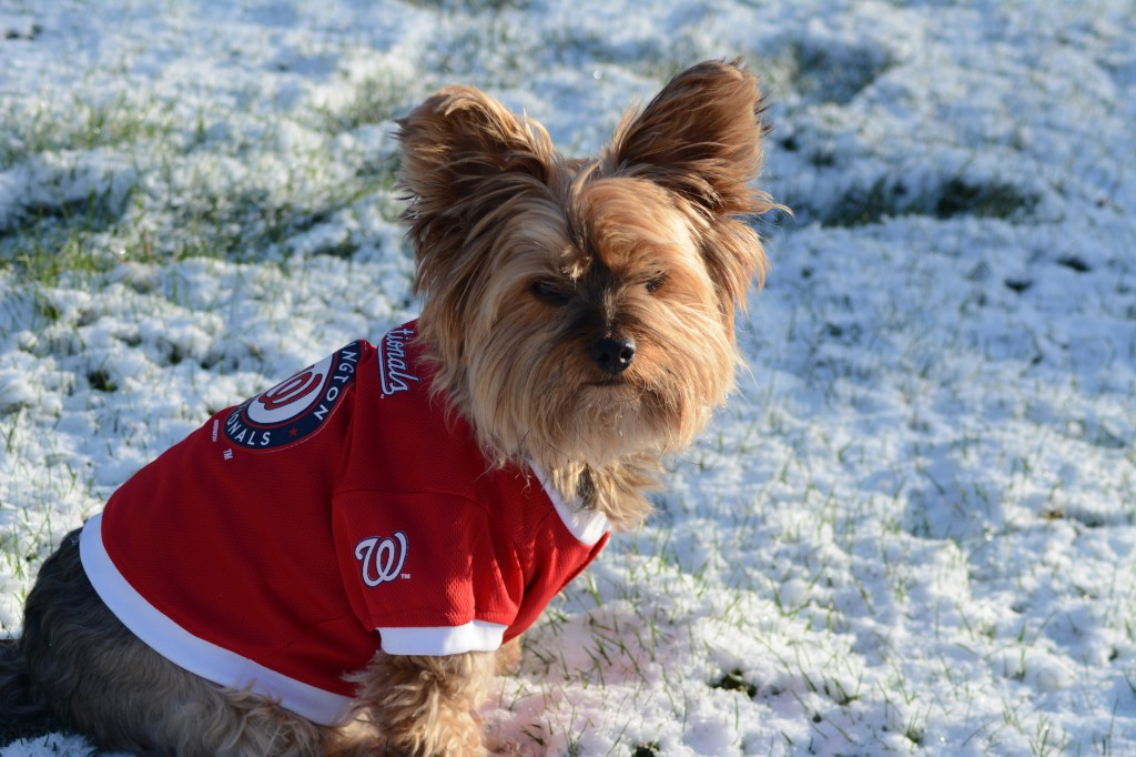 Someone Forgot To Tell Mother Nature It’s Major League Baseball Opening&nbsp;Day