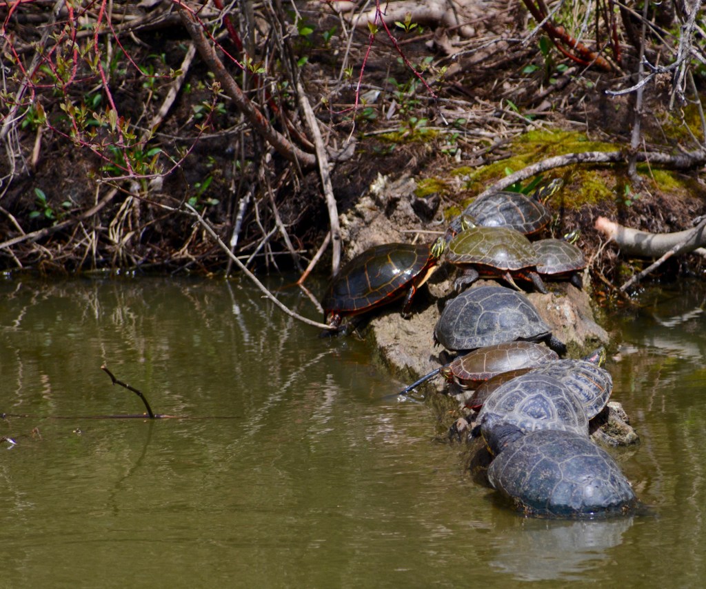 Is There Room For One&nbsp;More?