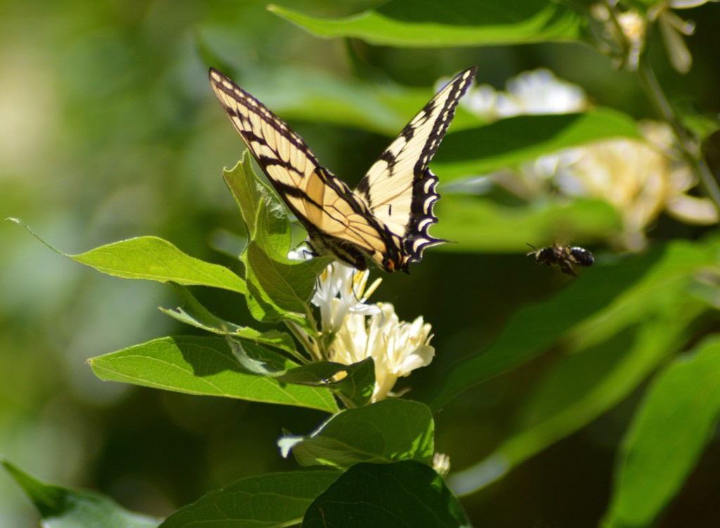 Hey! You! Get Off Of My&nbsp;Flower