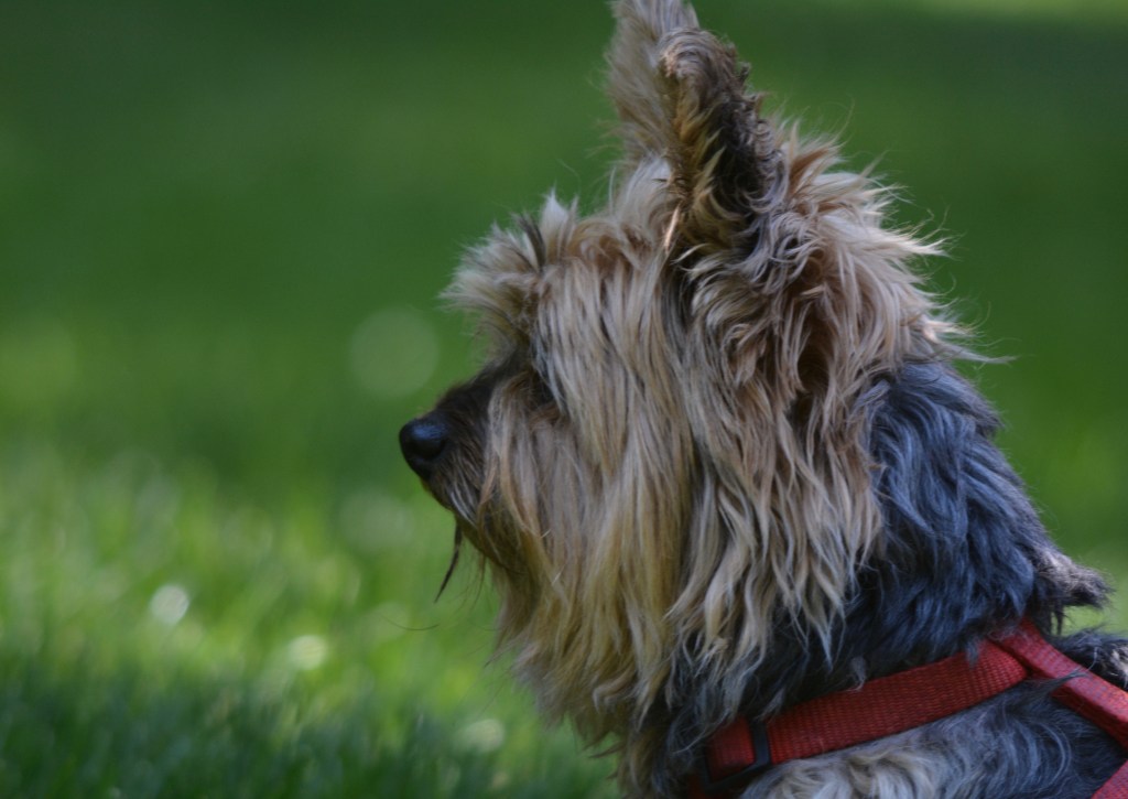 “Shhh.  Be Vewy Vewy Quiet, I’m Hunting . .&nbsp;.”