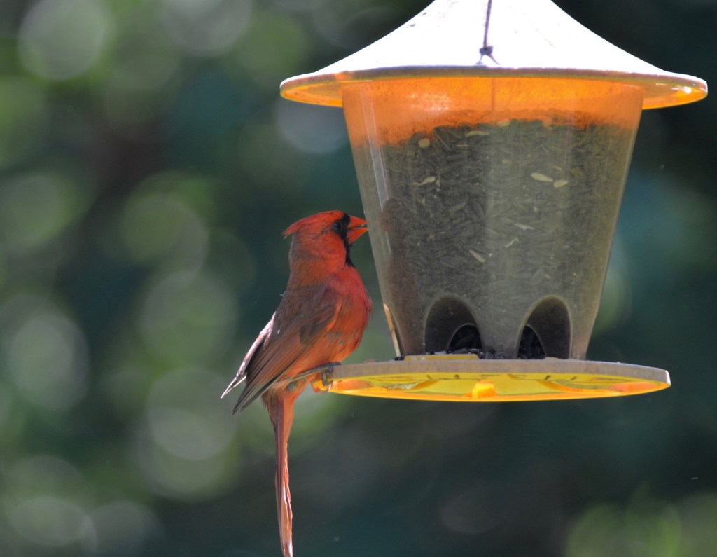 Nature’s Musings At The Old Bird&nbsp;Feeder