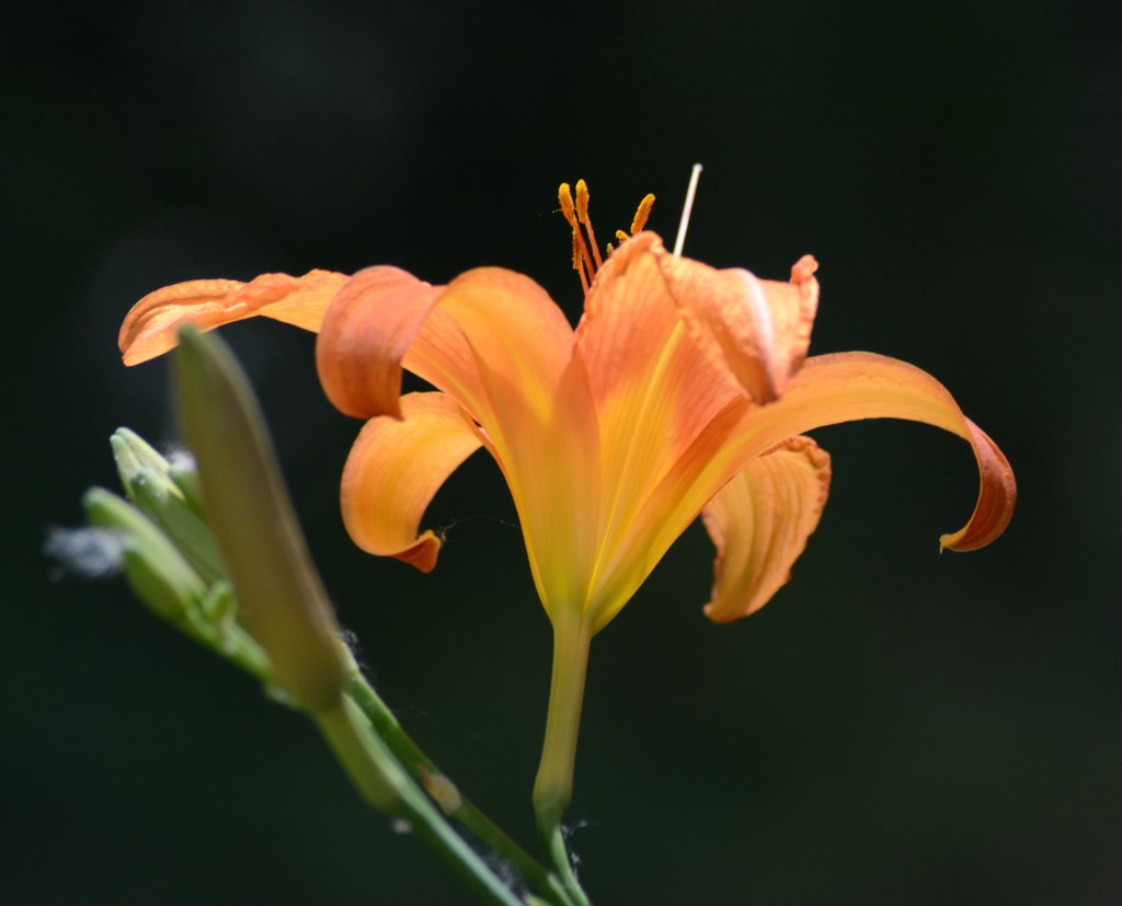 Reaching For The Sun