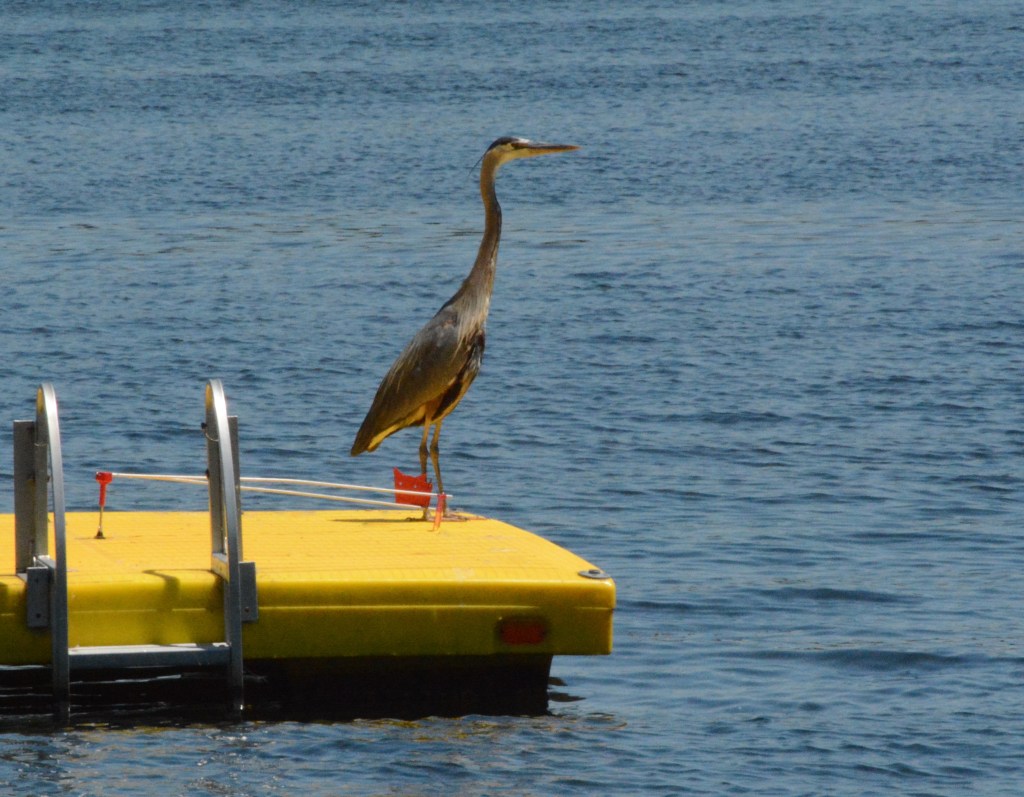 The Early Bird Gets The Dock