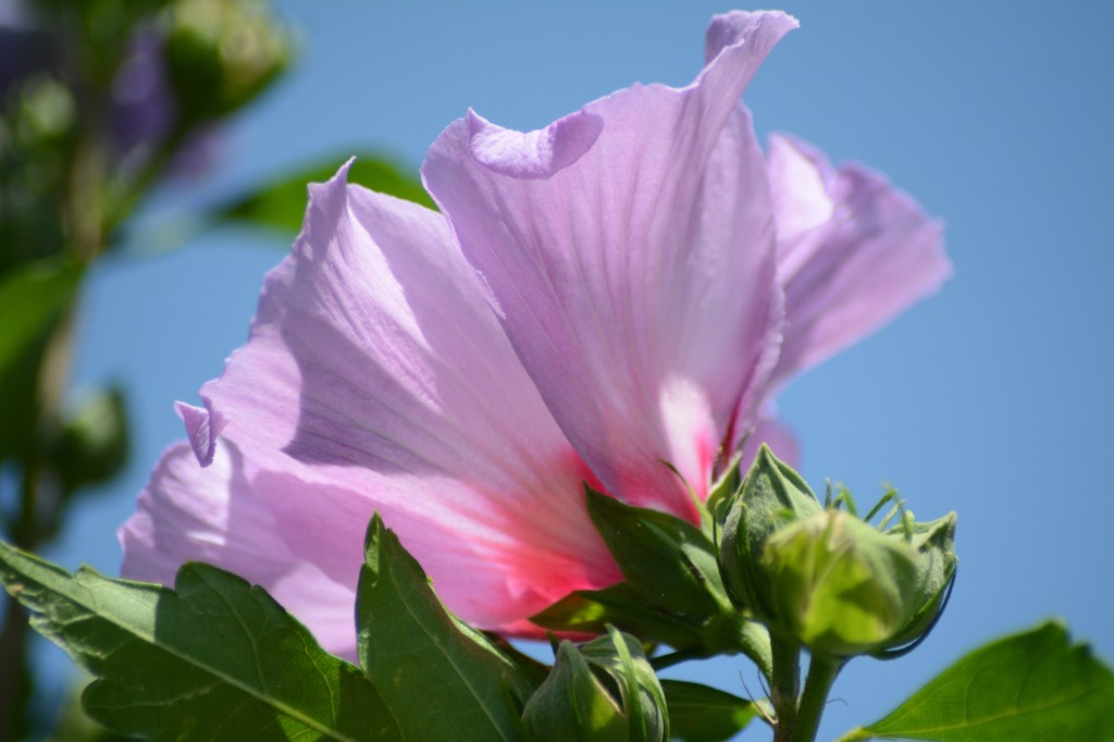 The Little Pleasures