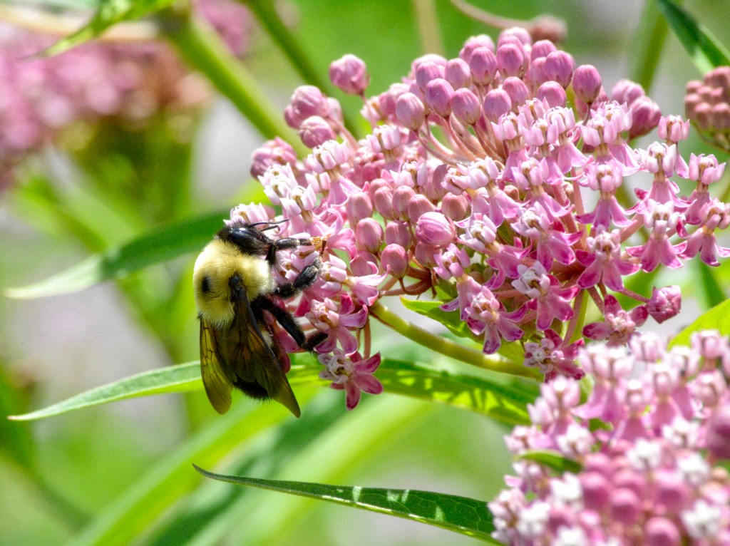 A Very Hot Summer&nbsp;Afternoon