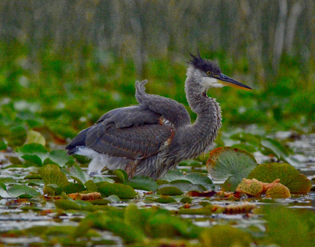 My Hair Is Out Of Control