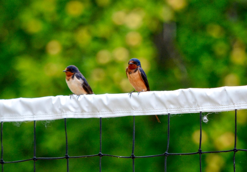 Nature’s Musings At The Volleyball&nbsp;Net