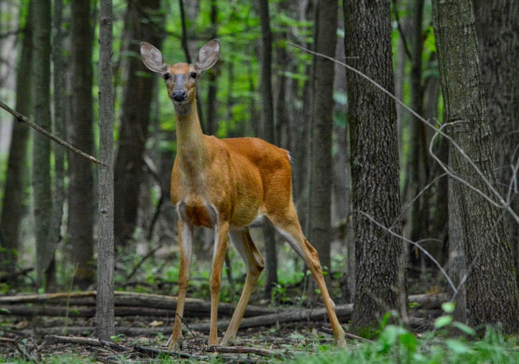 A Walk In The&nbsp;Woods