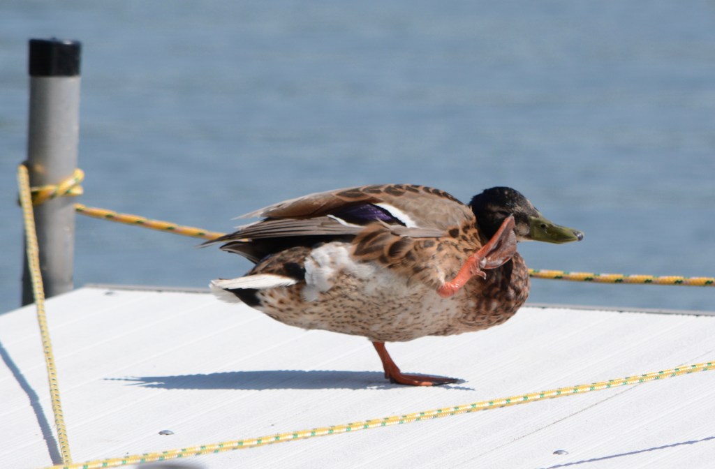 For Those About To Rock (We Salute&nbsp;You)