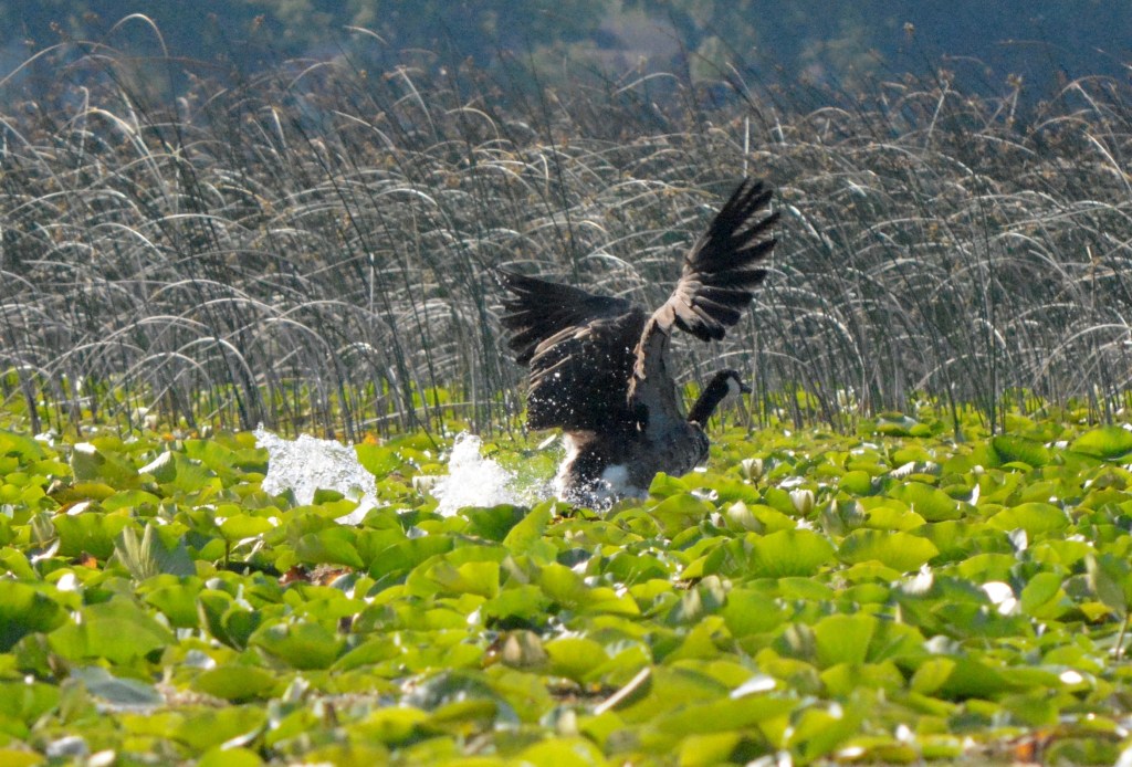 Wonder What Was Said To Start This&nbsp;Ruckus