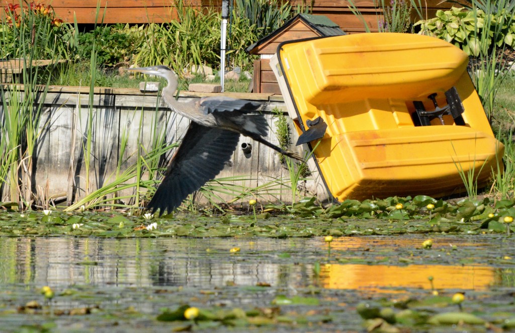 Nature’s Musings During A Heat&nbsp;Wave