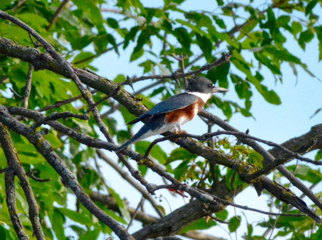 A Glimpse of a Belted&nbsp;Kingfisher