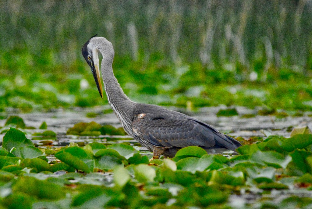 I Don’t See It, Are You Sure I Have Something On My&nbsp;Chest?