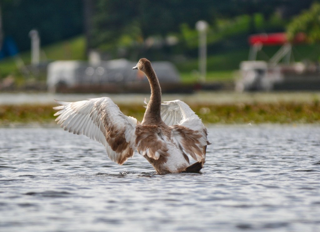 Hopefully A Full Set of Feathers And First Flight By Summer’s&nbsp;End