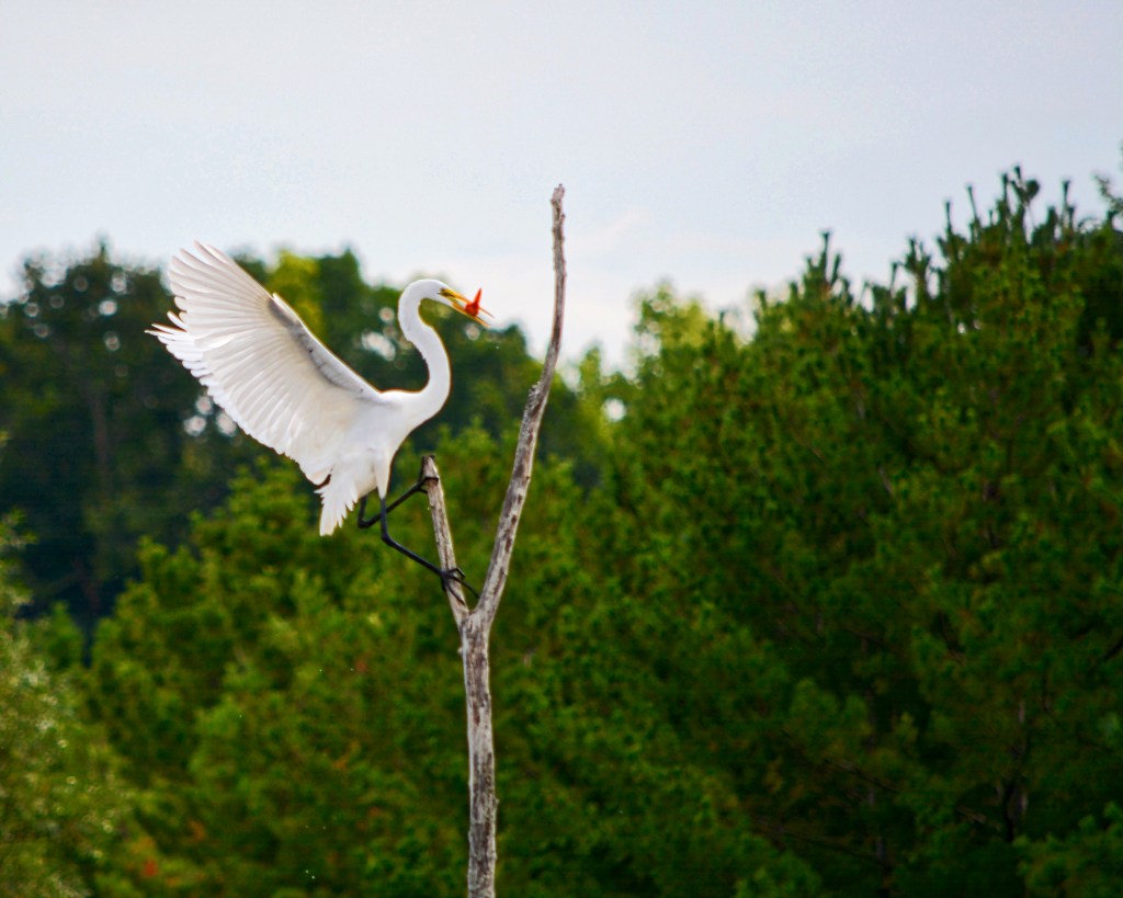 Eating On The&nbsp;Fly