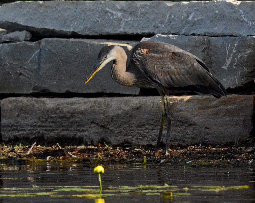 The Days To Enjoy The Flowers Are Dwindling