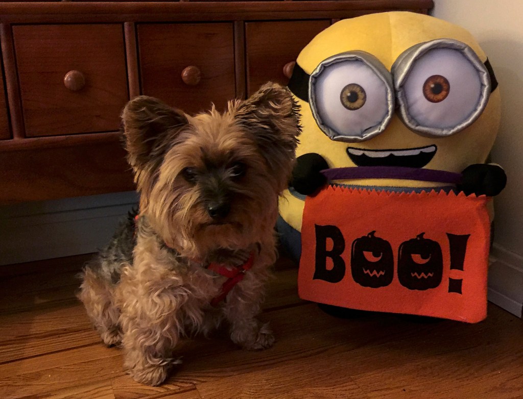 My Yorkie, Football, and Minions – A Few Of My Favorite&nbsp;Things