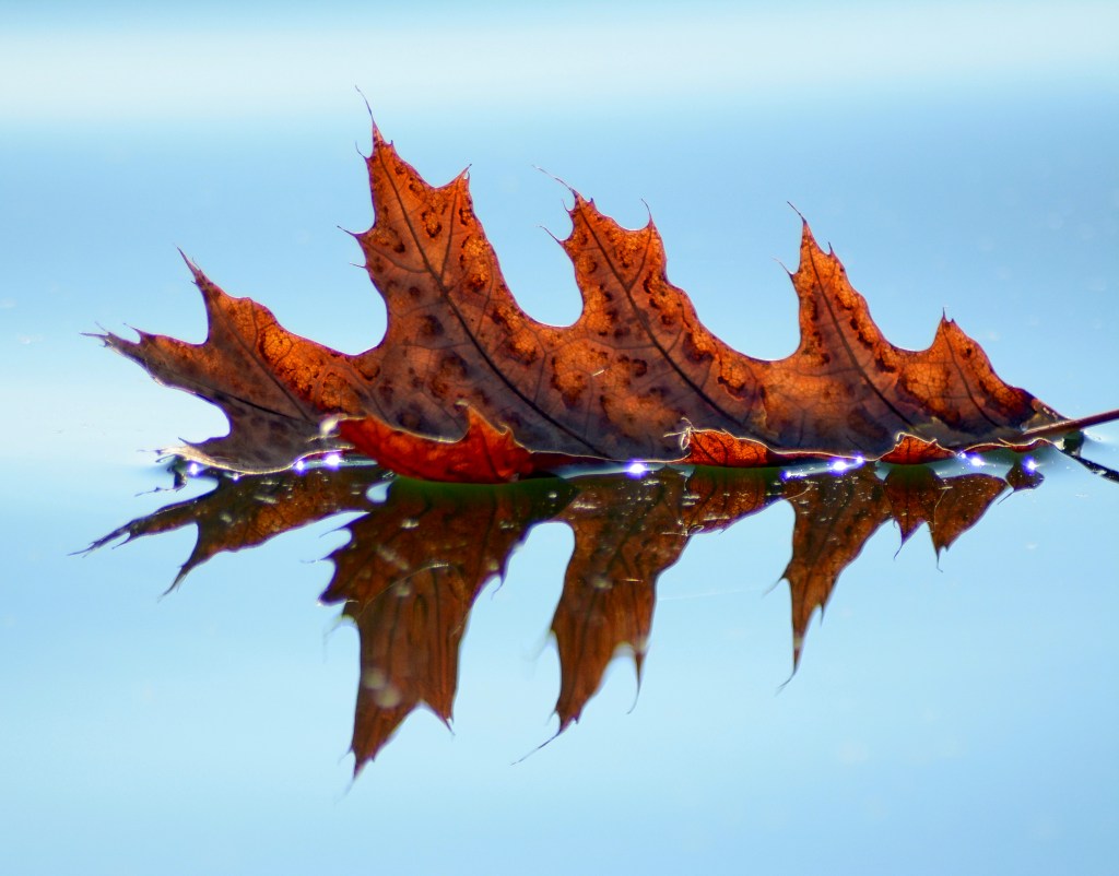 The Leaves They Are A-Changin’