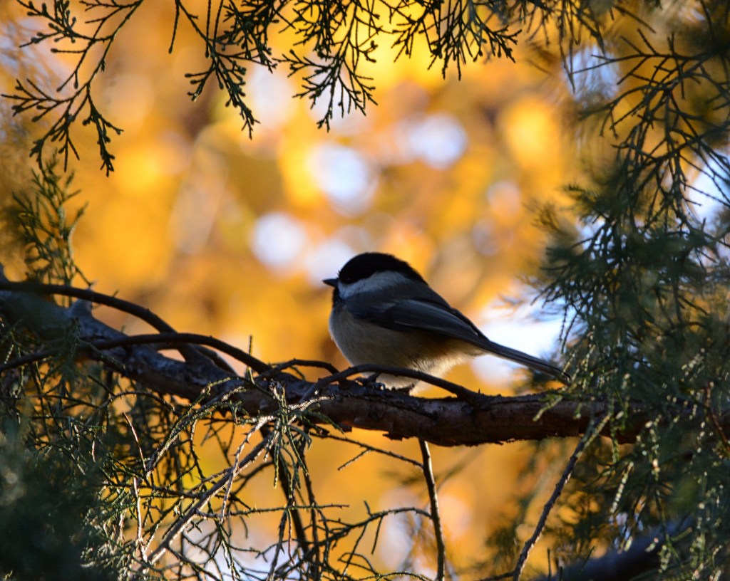 Nature’s Musings During Fall&nbsp;Colors