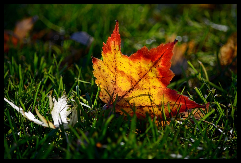 The Last Glimpse Of Fall&nbsp;Colors