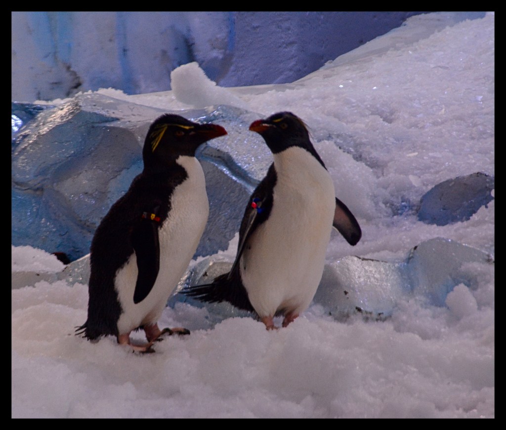 It’s So Cold, I Dreamt I Was Marching With The&nbsp;Penguins