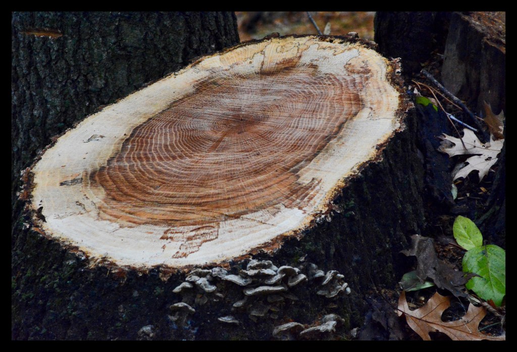 Passage of Time – 50 Word&nbsp;Story