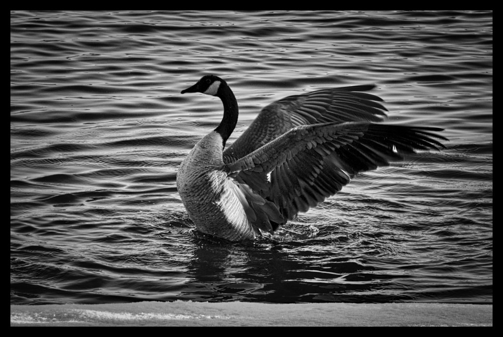 Six Geese A&nbsp;Flapping