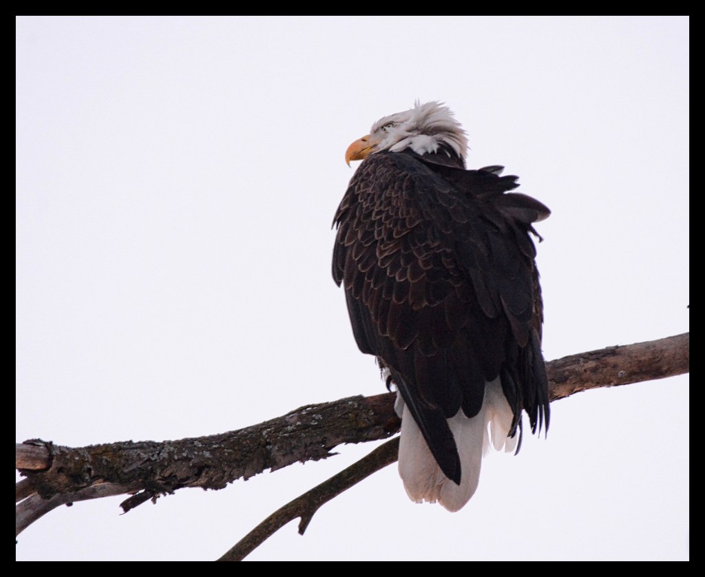On The Lookout For Santa&nbsp;Claus