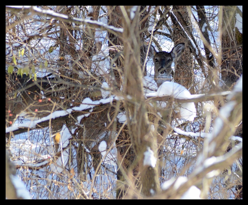 The Deer and Reindeer Are Hiding From Liam&nbsp;Neeson
