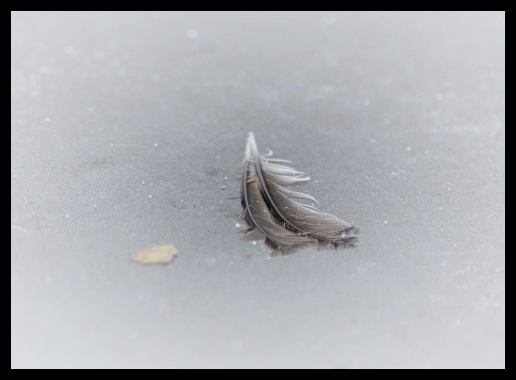 Feather and Ice – Six Word&nbsp;Story