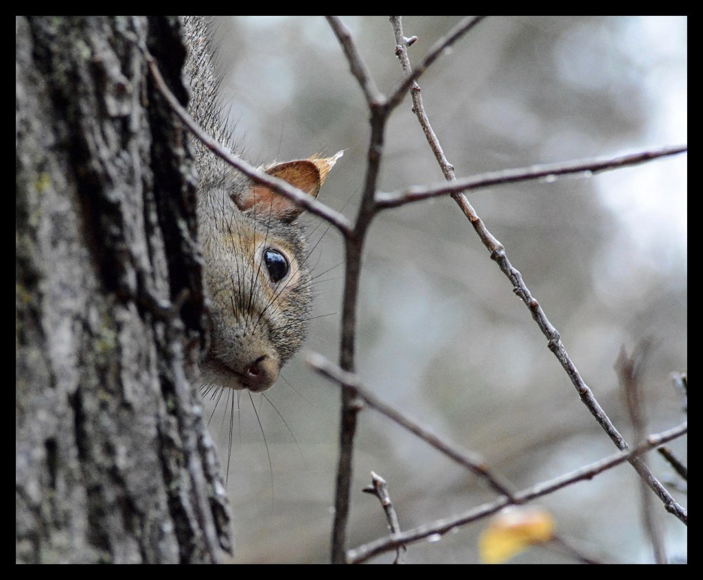 Psst! Do You Think I Would Look Silly In&nbsp;Earmuffs