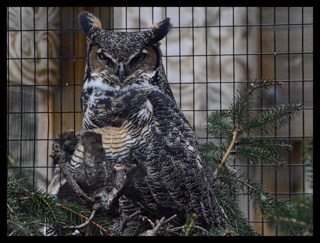 Birds and Snowflakes